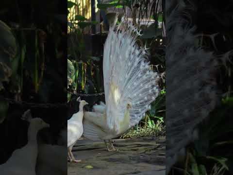 White Peacock and Peahen with Sound | Beautiful Animal Scenes (#BAS) #peacock #birds  #wildlife