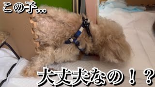 隙間に入り込んで泣きじゃくる老犬トイプードル【激怒症候群トイプードル】