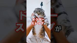 りっちゃんにドクターストップがかかりました･･･😢 #猫