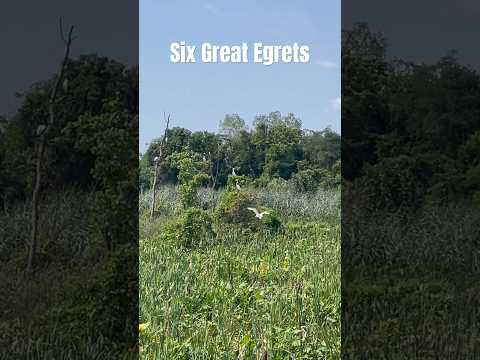 Great Egret at the Anacostia, Kenilworth Park & Aquatic Gardens, Washington, D.C. | Horizons_視野