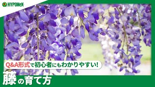 ☘75：藤の育て方｜苗の植えつけや水やりと肥料の与え方、剪定作業もご紹介【PlantiaQ&A】植物の情報、育て方をQ&A形式でご紹介