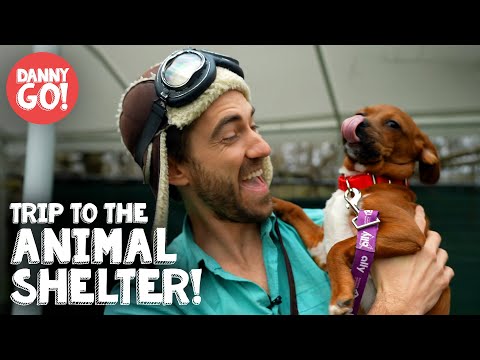 Animal Shelter Field Trip 🐶🐱 | Dog Videos For Kids | Danny Go!