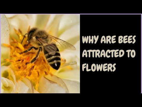 Why Are Bees Attracted To Flowers