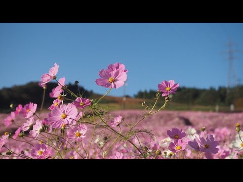 20231018　砺波コスモスウオッチングは終わったんだけど行ってみた