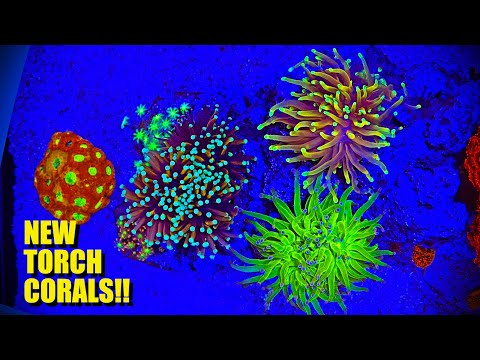 NEW TORCH CORAL in NANO REEF!