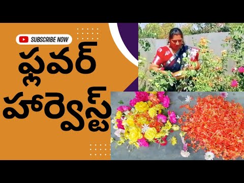 శ్రీనివాస కళ్యాణం చూడ్డానికి వెళుతున్నాను అందుకోసం నేను కోసిన కొన్ని పువ్వులు #naliniravindraprasad