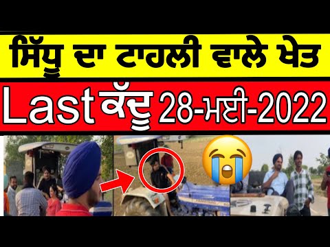 Sidhu Moose wala last ਕੱਦੂ ਟਾਹਲੀ ਵਾਲੇ ਖੇਤ || Sidhu moose wala songs ਨੂੰ ਵੱਜਾ ਰਿਹਾ ਸੀ ਖੇਤ