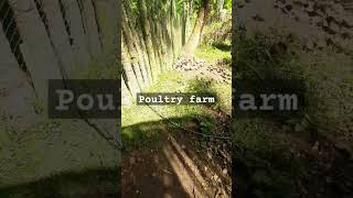 Poultry farm business . #inlivingserrot #ayam #poultrydays #chickenfarm #poultryfram #layerchicken