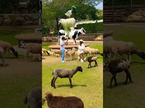 Chased by sheep.