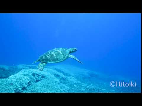 慶良間でシュノーケリング！野崎のウミガメ（2018年8月8日沖縄慶良間渡嘉敷島）