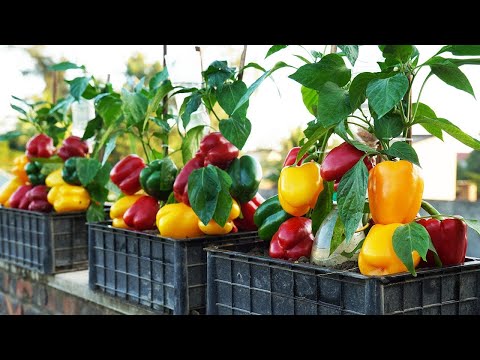 How I Grow Bell Peppers in Containers for Less Money and More Harvests