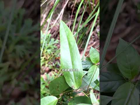 真正的大货：土茯苓，根深大山中的宝贝。#七溪地七姑娘 #植物科普 #我的乡村生活