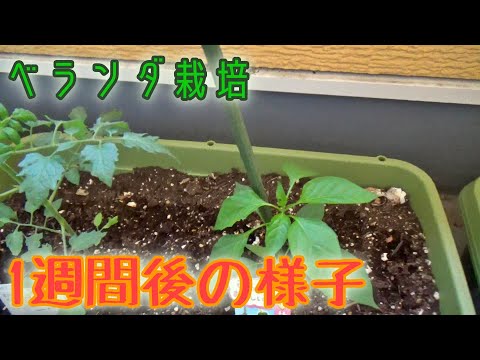 ベランダで野菜の苗を植えて一週間！一週間経った様子とお手入れの様子を紹介！