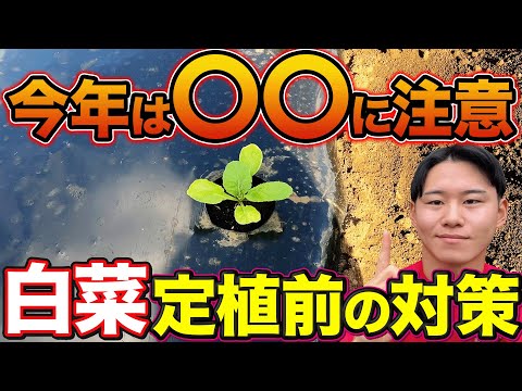 【苗がやられずらい】白菜栽培で苗を植える前に3つの準備が必要になってきます