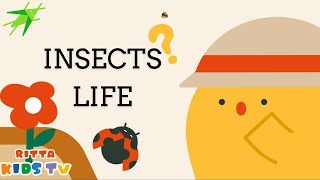 INSECTS ENTERING MY HOME | WHERE TO LIVE IN THIS TREE-LESS WORLD | KIDS ANIMATION VIDEOS