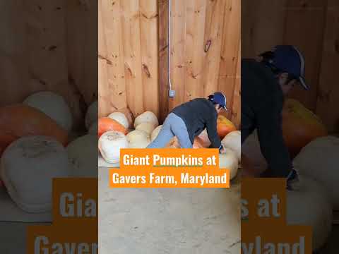 Huge Giant Pumpkins At Gavers Farm: Maryland's Premier Halloween Location #shorts #halloween2022