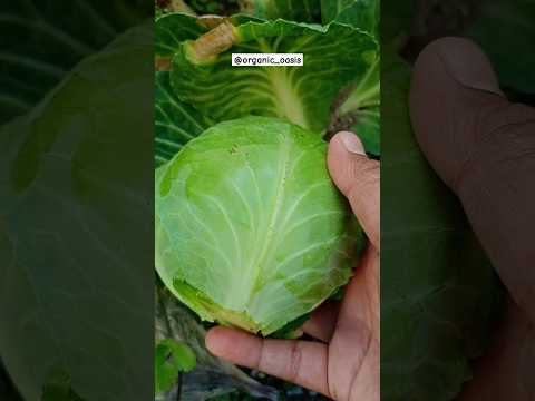 small cabbage harvesting #cabbage #gardening #organic #youtubeshorts