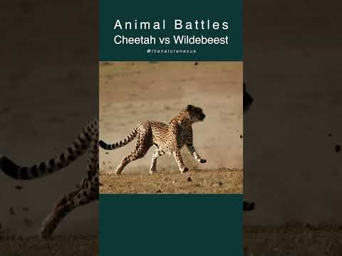 Speed vs. Strength: Cheetah's High-Stakes Wildebeest Hunt #cheetah #hunting #wildlife #wildebeests