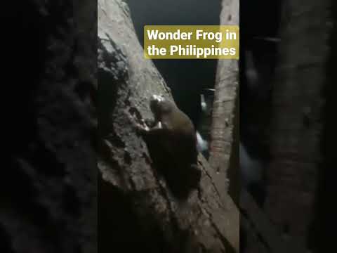 Wonder Frog in the Philippines 😜