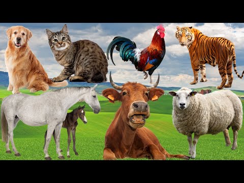 Wild Animal Sounds In Nature: Elephant, Rooster, Cow, Horse, Dog, Hen, Duck,... | Animal Moments