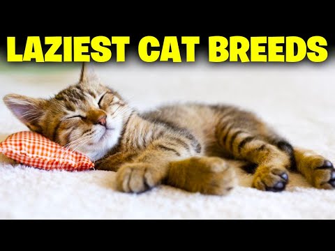 10 Laziest Cat Breeds In The World