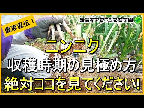 【にんにく栽培】絶対失敗しない収穫適期の見極め方4つと乾燥方法【有機農家直伝！無農薬で育てる家庭菜園】 24/5/23