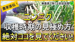 【にんにく栽培】絶対失敗しない収穫適期の見極め方4つと乾燥方法【有機農家直伝！無農薬で育てる家庭菜園】 24/5/23