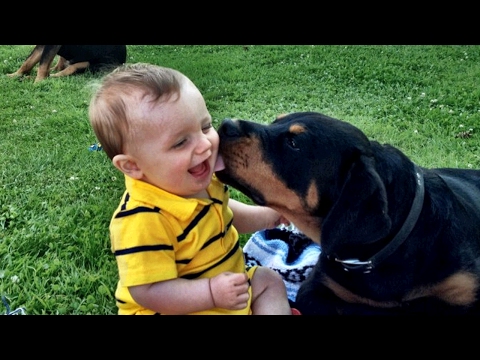 Rottweiler Love Baby Compilation NEW