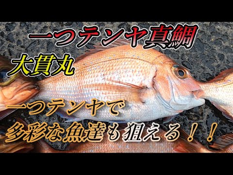 【一つテンヤ真鯛】一つテンヤ真鯛で本命真鯛の他にも多彩な魚種が姿を現す！！日立沖 大貫丸