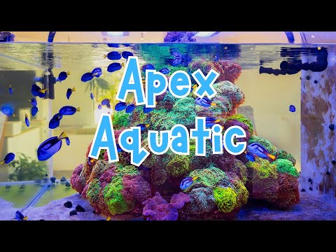 Melbourne's Newest LFS - Apex Aquatic - Update!