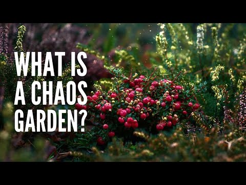 Chaos Gardening: 10 Steps to Plant a Chaos Garden