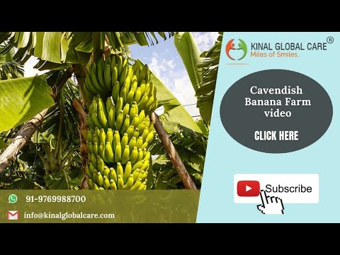 Cavendish Banana Farm