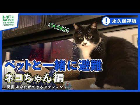 【ペット防災】ペットと一緒に避難 ネコちゃん編-災害 あなたができるアクション-【猫】