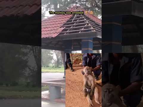 Monkey arrested for destroying property #youtubeshorts #shotsfeed #shortsvideo #tiktokfunnyvideo