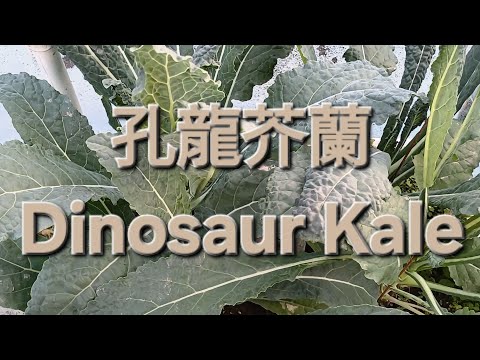 孔龍芥蘭 Dinosaur Kale