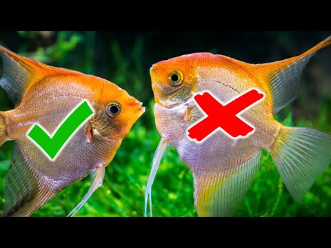 5 Aquarium Fish You WANT And 5 Fish You DON'T Want...(Beginners)