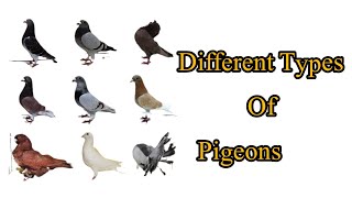 Different types of Pigeons. Must watch. | Ice pigeon. | Oriental Roller | Antwerp Smerle