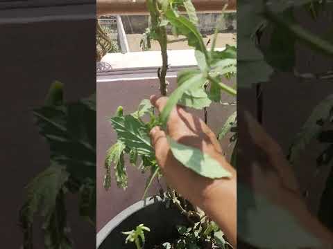 Ridge gourd Harvest