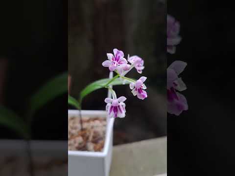 雨蝶蘭 Ponerorchis graminifolia #植物 #orchid #蘭花