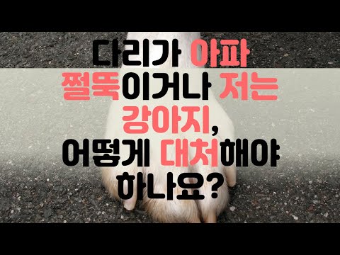 강아지 다리가 아파할 때 어떻게 대처해야 할까요?