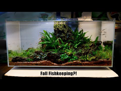 What Does "Fall Fishkeeping" Mean?   5 Things It Means To Nano Aquaria