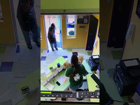 Dog Jumps Daycare Counter in Excitement