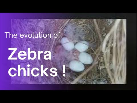 EVOLUTION of a Zebra finch - from day one to fledge!