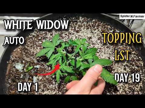 How I Grow E9- When to Top Your Autoflower and LST - White Widow Auto Fastbuds - Spiderfarmer SF4000