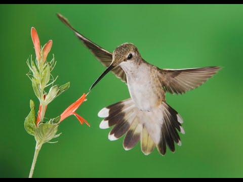 Asombrosos Colibríes en Norteamerica, Documental con Musica Instrumental