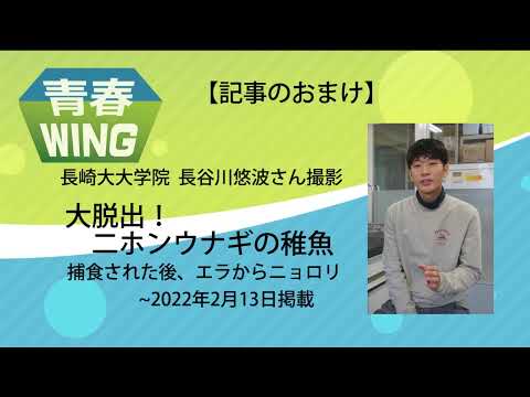 食べられてもエラからニョロっと脱出　二ホンウナギ稚魚の捕食回避行動