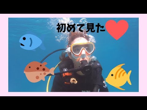 初めてあの海の生物に会えた！【沖縄でダイビング】