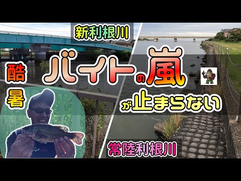 【バス釣り】霞水系_バイトありすぎて他の釣りに行けません_7月上旬