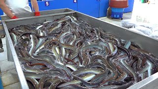 장어구이 Selling 6,000 Eels per month?! Amazing Charcoal-Grilled EEL & EEL BBQ - Korean street food