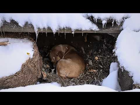 stray dog gives birth to pups alone in a hole in the wild, starving and cold, with no one to care.